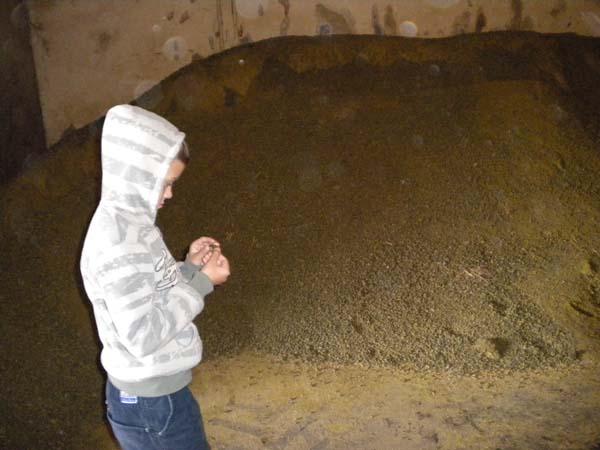 Deti za kravou 077 Kopec repky